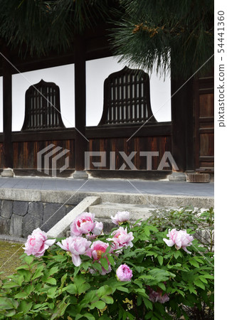 Kenninji Temple method hall Peony Kenninji Temple method hall Peony 54441360