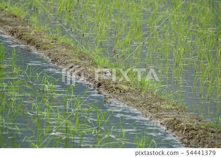 Tantalizing 54441379