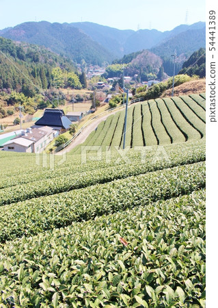 Tea plantation 54441389