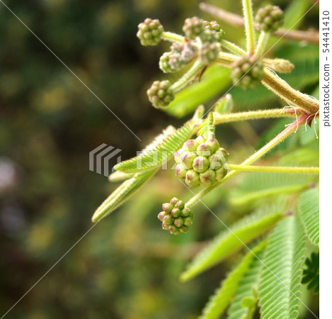 花的白花 花的白花 54441410