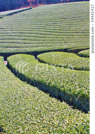 Tea plantation Tea plantation 54441417