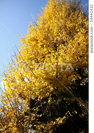 Ginkgo Tree of Myohoji Temple 54441432