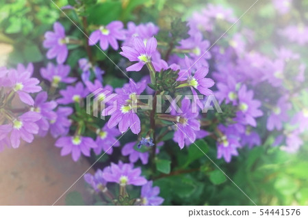 藍色扇子花花 54441576