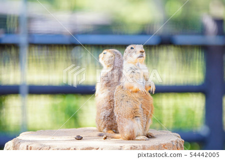 Prairie dog 54442005