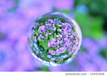 繡球紫色 54442006