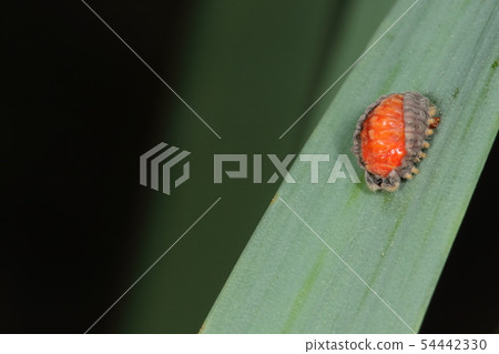 生物昆蟲Beni Helily是一個年輕的（？）蛾。在五月初，它是在混交林的灌木叢中 54442330