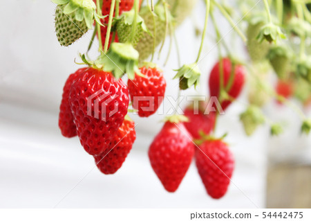 Strawberry picking Strawberry picking 54442475