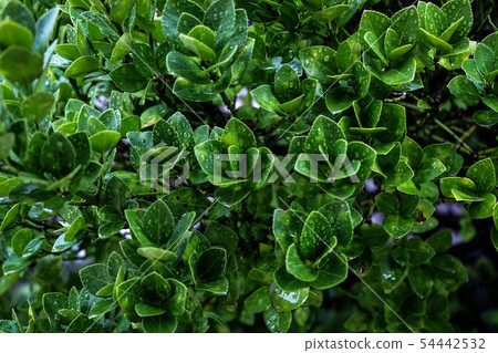 Timber tree 54442532