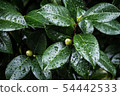 Camellia leaves 54442533