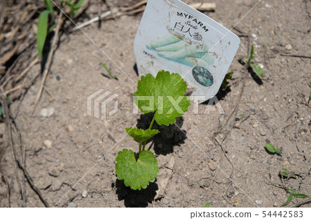 Cultivation of white ginseng Cultivation of white ginseng 54442583