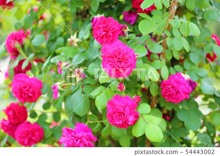 Rose of red 54443002