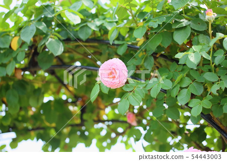 Roses of salmon pink 54443003
