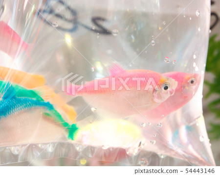 People's Republic of China, Hong Kong Special Administrative Region / Mong Kok-Goldfish Street 54443146