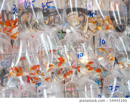 People's Republic of China, Hong Kong Special Administrative Region / Mong Kok-Goldfish Street People's Republic of China, Hong Kong Special Administrative Region / Mong Kok-Goldfish Street 54443160