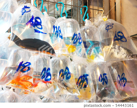 People's Republic of China, Hong Kong Special Administrative Region / Mong Kok-Goldfish Street People's Republic of China, Hong Kong Special Administrative Region / Mong Kok-Goldfish Street 54443161
