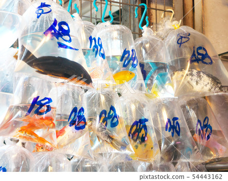 People's Republic of China, Hong Kong Special Administrative Region / Mong Kok-Goldfish Street People's Republic of China, Hong Kong Special Administrative Region / Mong Kok-Goldfish Street 54443162