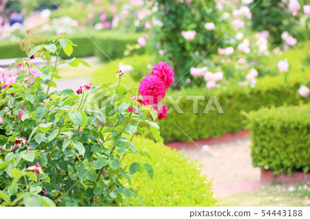 Rose of red 54443188
