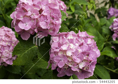 Anyo-ji Temple of rain hydrangea Kurashiki, Okayama Prefecture Asahara Anyo-ji Temple of rain hydrangea Kurashiki, Okayama Prefecture Asahara 54443205