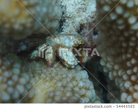 Awa Digimon 54443583