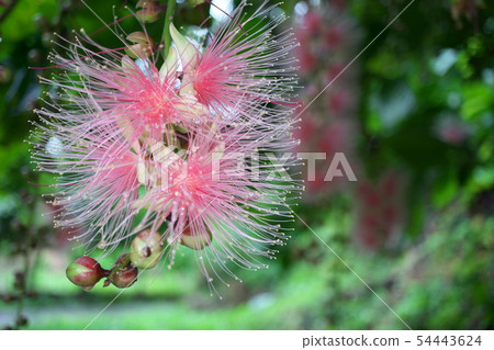 清晨sagaribana 54443624