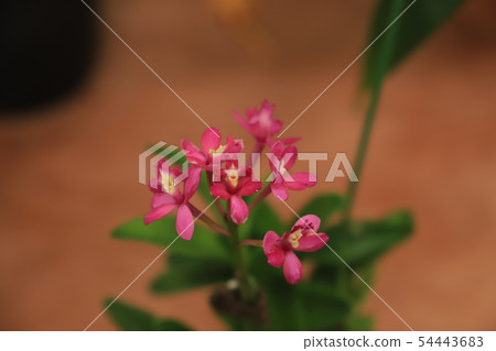 Run epiden drum 54443683