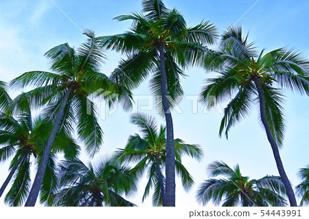 有棕櫚樹和藍天的一個天堂海島 54443991