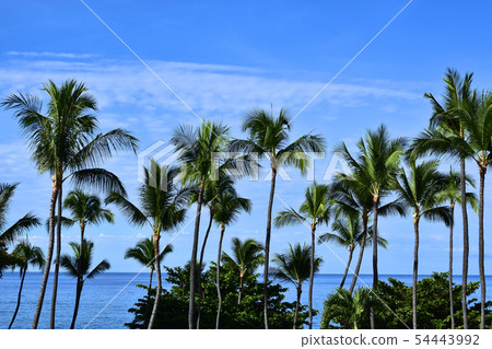 A paradise island with palm trees and blue sky 54443992