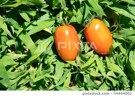 Cultivation of tomatoes Cultivation of tomatoes 54444002