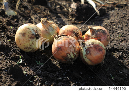 Harvesting new onion Harvesting new onion 54444190