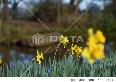 Cityscape Tokyo Spring is coming Cityscape Tokyo Spring is coming 54444345