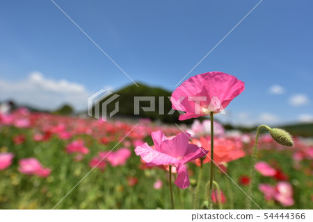 Poppy 1526 Poppy 1526 54444366