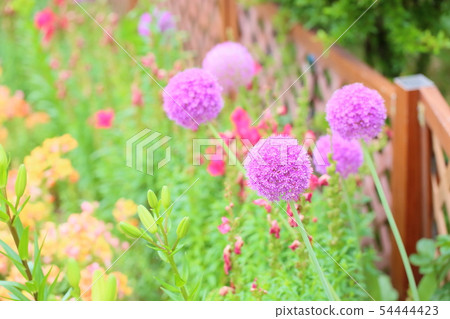 Aurum giganthum花 54444423