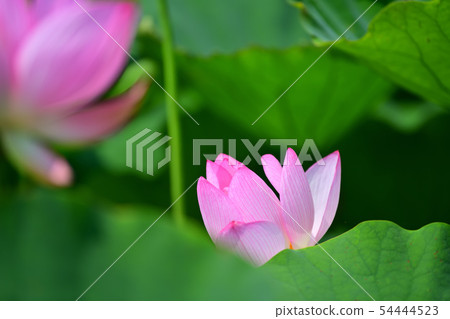 Lotus flower oga lotus ancient lotus Lotus flower oga lotus ancient lotus 54444523