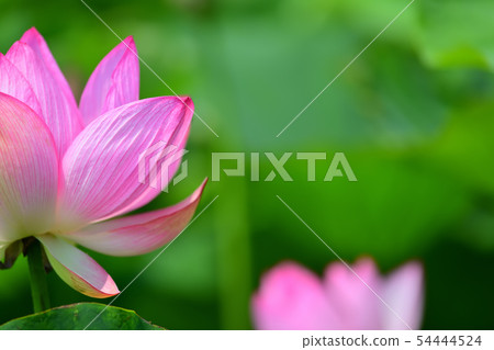 蓮花oga蓮花古蓮花 54444524