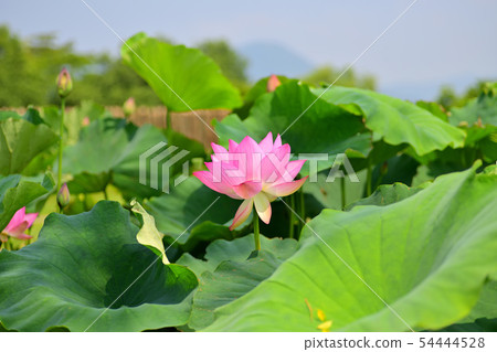 Lotus flower oga lotus ancient lotus 54444528