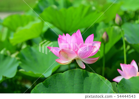 Lotus flower oga lotus ancient lotus 54444543