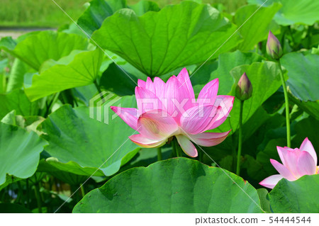 Lotus flower oga lotus ancient lotus Lotus flower oga lotus ancient lotus 54444544