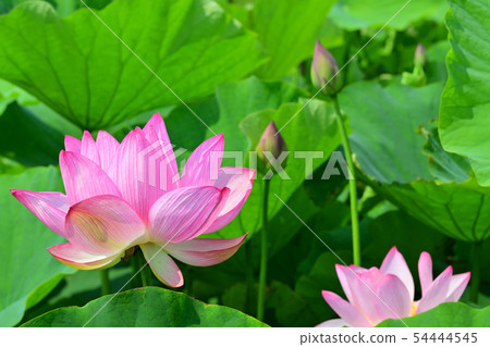 Lotus flower oga lotus ancient lotus 54444545