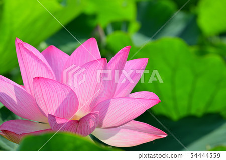 Lotus flower oga lotus ancient lotus Lotus flower oga lotus ancient lotus 54444559