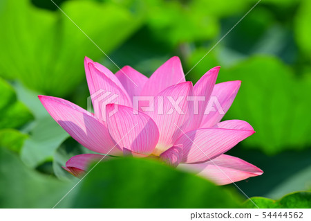蓮花oga蓮花古蓮花 54444562