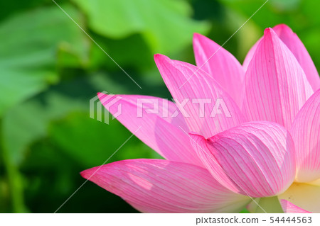 蓮花oga蓮花古蓮花 蓮花oga蓮花古蓮花 54444563