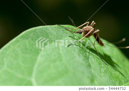 mosquito on on green leaf mosquito on on green leaf 54444732