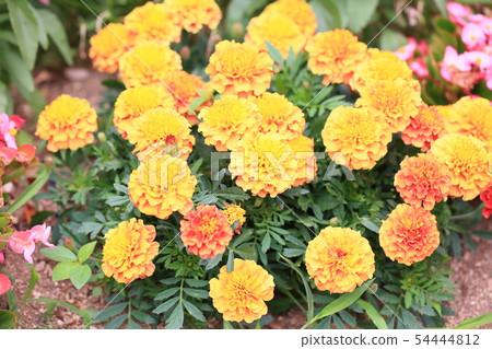 Marigold flower Marigold flower 54444812