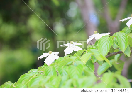 Pokeweed flower Pokeweed flower 54444814