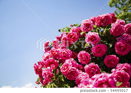 Rose Rose Garden Ashikaga Flower Park Rose Rose Garden Ashikaga Flower Park 54445017