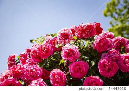 Rose Rose Garden Ashikaga Flower Park Rose Rose Garden Ashikaga Flower Park 54445018
