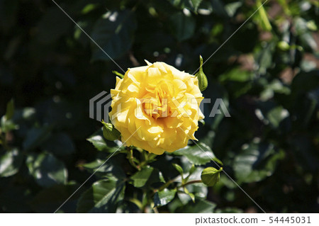 Rose Rose Garden Ashikaga Flower Park Rose Rose Garden Ashikaga Flower Park 54445031