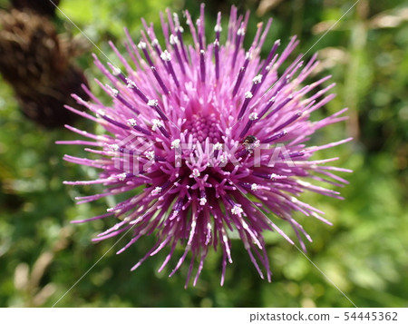  A thistle 54445362