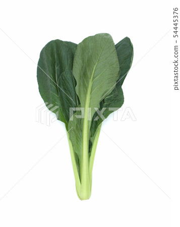 油菜 油菜 54445376