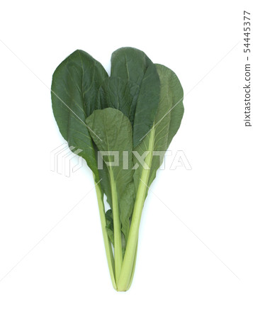 油菜 油菜 54445377